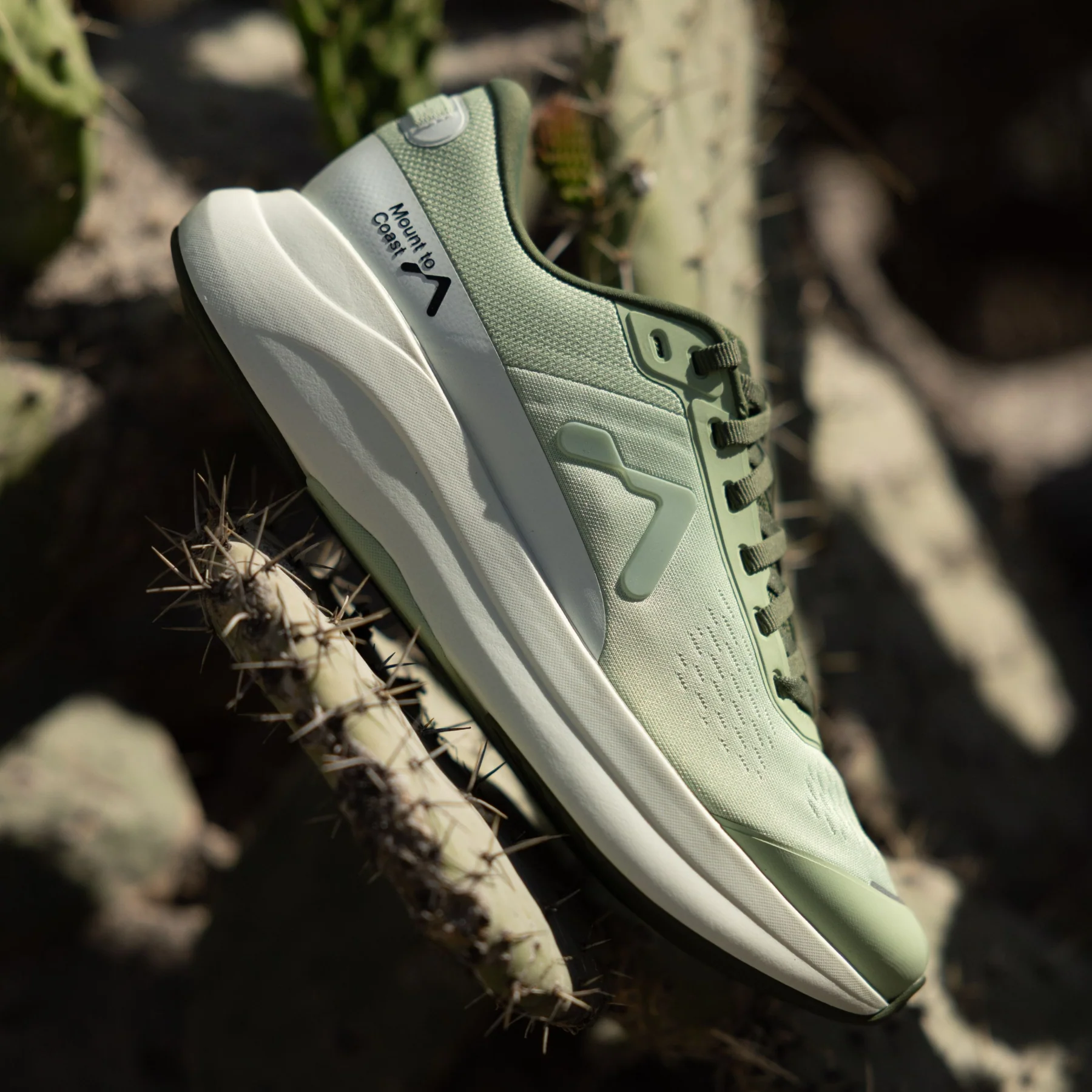 P1 Agave - Image 4